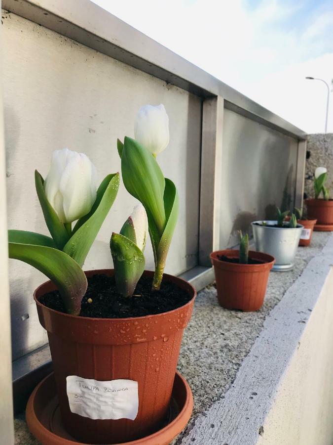 Boavista Villa Guesthouse Porto Dış mekan fotoğraf